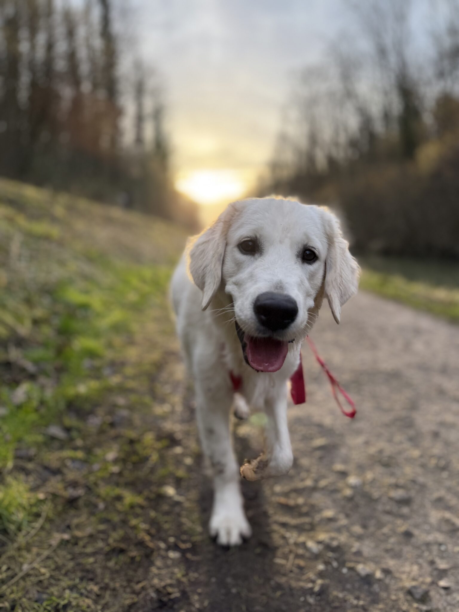 pets welcome at Les demeures du lac vacation village